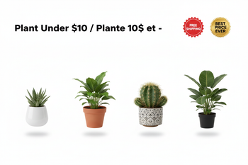 Plant Under $10 / Plante 10$ et -