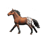 Appalusa Horse