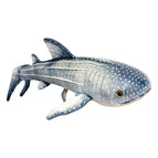 55cm / Whale shark