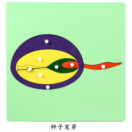 Professional Version of Montessori Animal and Plant Panel Puzzle Montessori Teaching Aids 0-3 Early Education Educational Toys Direct Supply from the Manufacturer