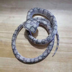 Light gray flat head
