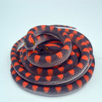 70CM long pattern snake round head