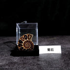 Ammonite with box 2- 2.5cm