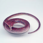 70CM long red snake flat head
