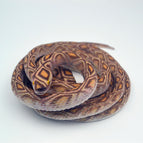 70CM long python round head