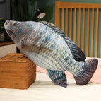 30cm / Tilapia