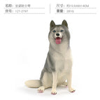 PL127-2797 sitting husky 281G