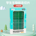 Vegetable green specimen (chinese)
