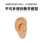 Ears 3