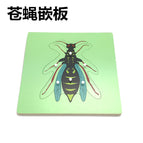 Extended Edition-Flies