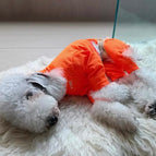 Orange 4-legged / S