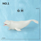 beluga