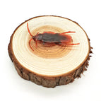 only 1 pccockroach / China Mainland / OneSize