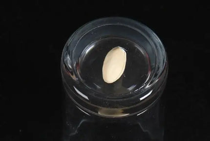 Comedy Pistachio Nuts Through Glass Cup Magic Tricks Penetration Magia Magician Close Up Illusions Gimmick Props Mentalism Toy