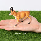 pronghorn