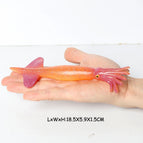squid-5