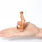 Meerkat-6