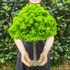 40cm spring green / China Mainland