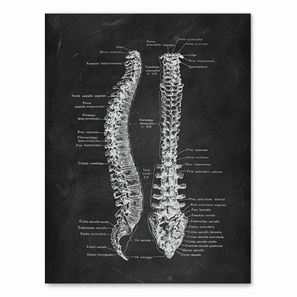 Human Anatomy Artwork Medical Clinic Wall Picture Skeleton Organ Muscle System Vintage Canvas Print Body Education Poster