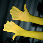 Yellow / One Size