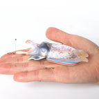 squid-8
