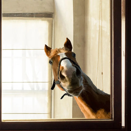 Funny Horse Self-Adhesive Window Stickers, Bedroom Entryway Living Room Porch Home Decoration Wall Stickers, Removable Stickers