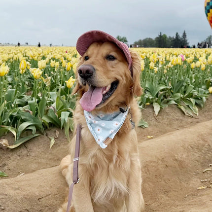 Large Dog Sunscreen Hat Pet Baseball Cap Outdoor Sports Cap with Ear Holes Adjustable Puppy Sun Protection Hats for Small Dogs