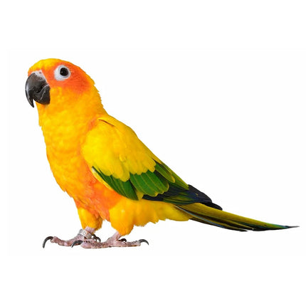 C206# Beautiful Parrot And Hummingbird Hand Painted Bird Sticker For Home Decoration Toilet Sticker