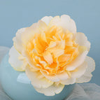 Hair Clip