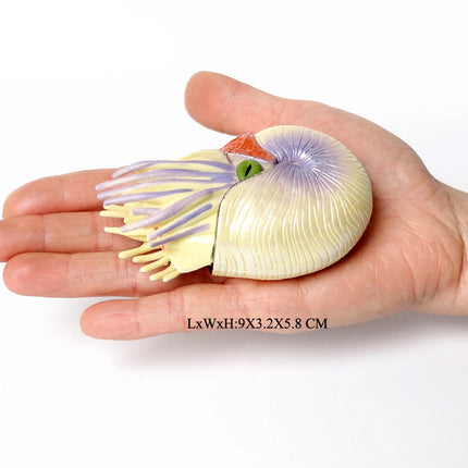 Simulation Marine Mollusc Plastic Model Figures Nautilus Ammonite Squid Octopus Figurine Sealife Animal Educational Toy For Kids