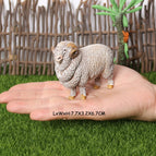 Merino sheep-1