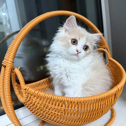 Cat Hammock with Bracket Indoor Hanging Pet Beds for Cats and Small Pets Weight Bearing 6.61 Pounds (3 Kilograms) Rattan/Winter