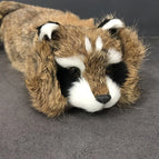 raccoon