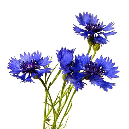 2pcs/set Cornflower Silicone Mold DIY Pastry Cake Fondant Leaf Mould Chocolate Flower Ice Clay Decoration Kitchen Bake ToolM2878
