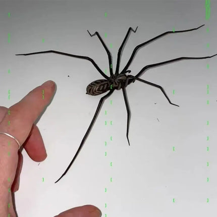 Joke Item Magnet Simulation Spider Funny Realistic Look Spiders Decoration Plastic 3D Design Spider Prank April Fool Day