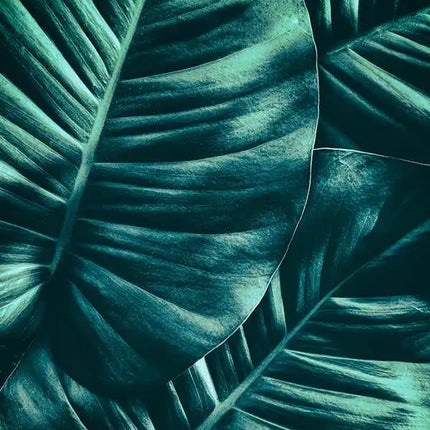 Bohemian Watercolor Tropical Plant Canvas Painting Monstera Banana Leaf Eucalyptus and Fern Art Posters Aesthetic Bedroom Decor