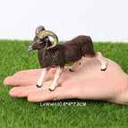 argali-1