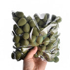 100Pcs Matcha green