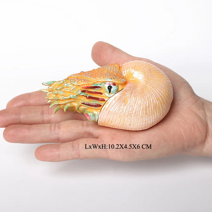 Simulation Marine Mollusc Plastic Model Figures Nautilus Ammonite Squid Octopus Figurine Sealife Animal Educational Toy For Kids