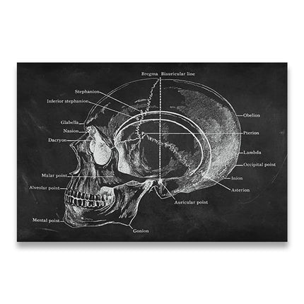 Human Anatomy Artwork Medical Clinic Wall Picture Skeleton Organ Muscle System Vintage Canvas Print Body Education Poster