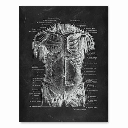 Human Anatomy Artwork Medical Clinic Wall Picture Skeleton Organ Muscle System Vintage Canvas Print Body Education Poster