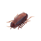 -cockroach / OneSize