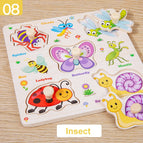 Insect