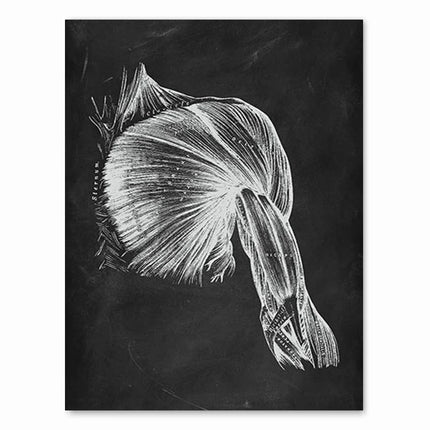 Human Anatomy Artwork Medical Clinic Wall Picture Skeleton Organ Muscle System Vintage Canvas Print Body Education Poster