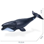 Ocean Animal-12