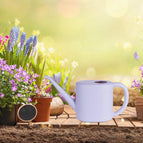 violet 1L
