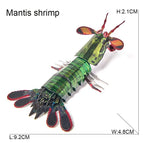 Mantis shrimp