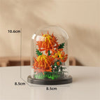 Chrysanthemum / with-box