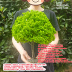 35cm spring green / China Mainland
