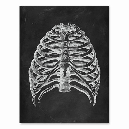 Human Anatomy Artwork Medical Clinic Wall Picture Skeleton Organ Muscle System Vintage Canvas Print Body Education Poster